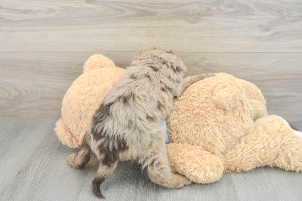 Mini Goldendoodle Puppy for Adoption