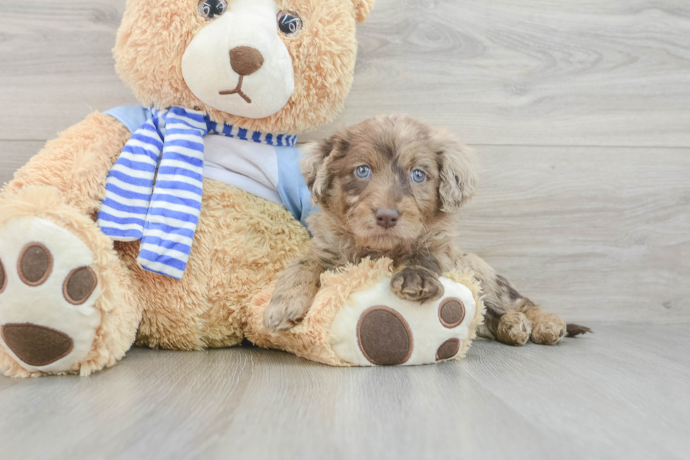 Little Mini Goldenpoo Poodle Mix Puppy