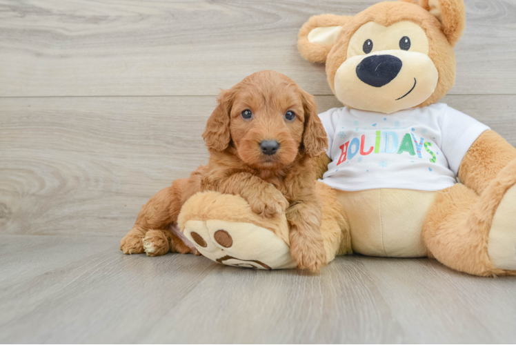 Meet Bentley - our Mini Goldendoodle Puppy Photo 1/3 - Puppy Love PR Mini Goldendoodle Puppy for Adoption