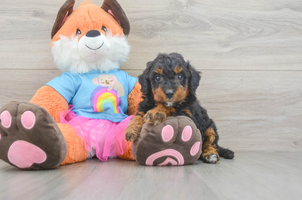 5 week old Mini Goldendoodle Puppy For Sale - Puppy Love PR