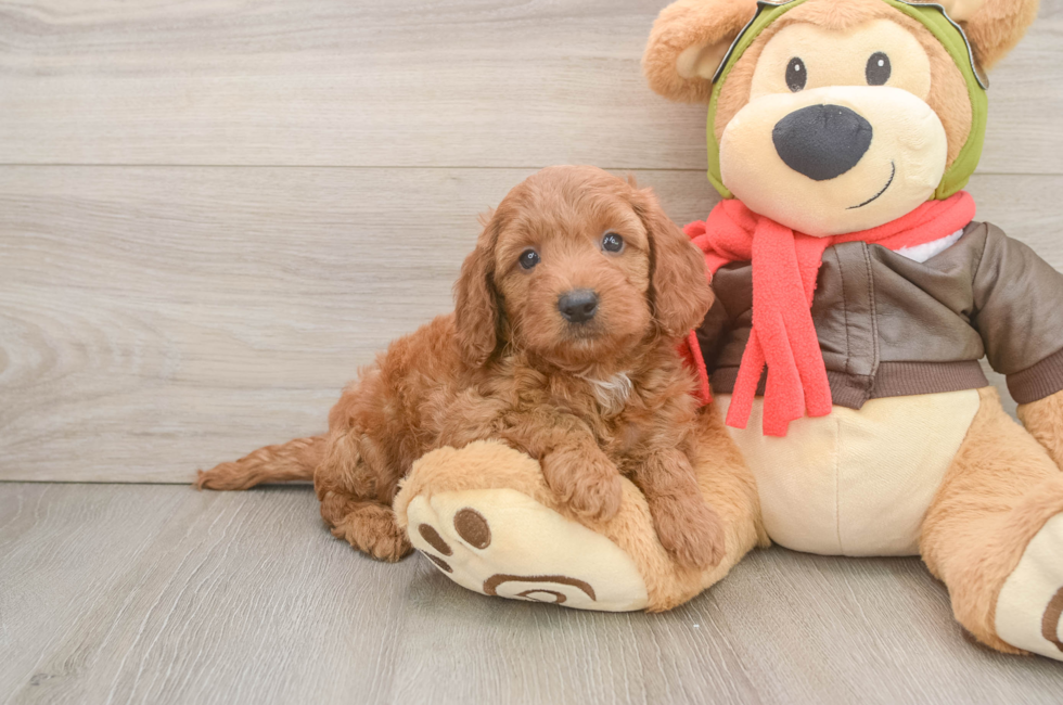 6 week old Mini Goldendoodle Puppy For Sale - Puppy Love PR