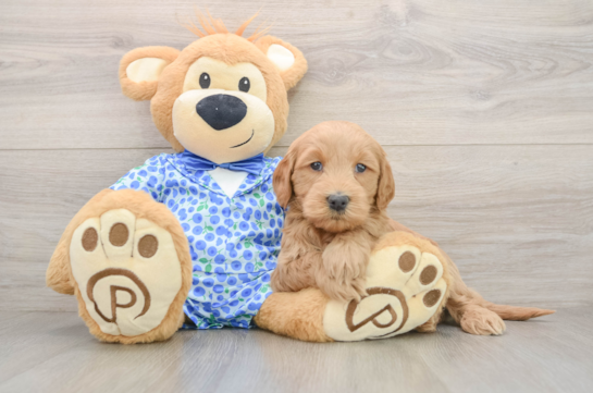 Playful Mini Groodle Poodle Mix Puppy