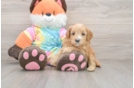Mini Goldendoodle Pup Being Cute
