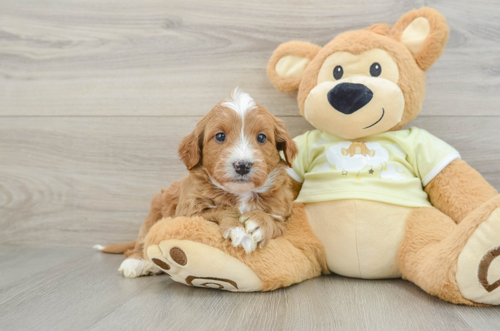 6 week old Mini Goldendoodle Puppy For Sale - Puppy Love PR
