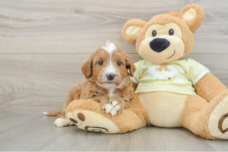 Meet Carhartt - our Mini Goldendoodle Puppy Photo 1/3 - Puppy Love PR Smart Mini Goldendoodle Poodle Mix Pup