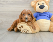 9 week old Mini Goldendoodle Puppy For Sale - Puppy Love PR