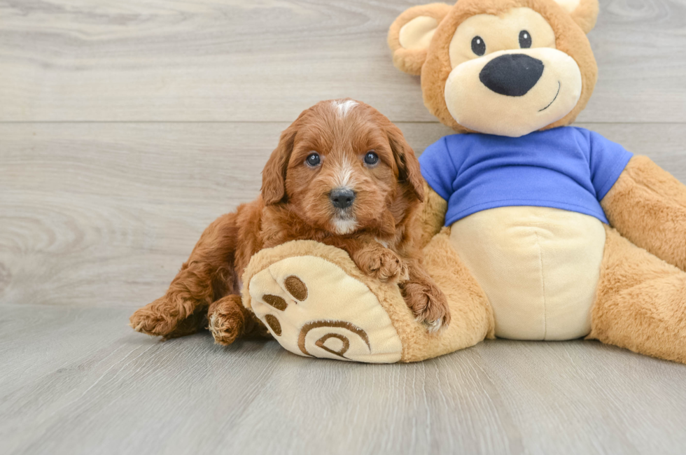 5 week old Mini Goldendoodle Puppy For Sale - Puppy Love PR