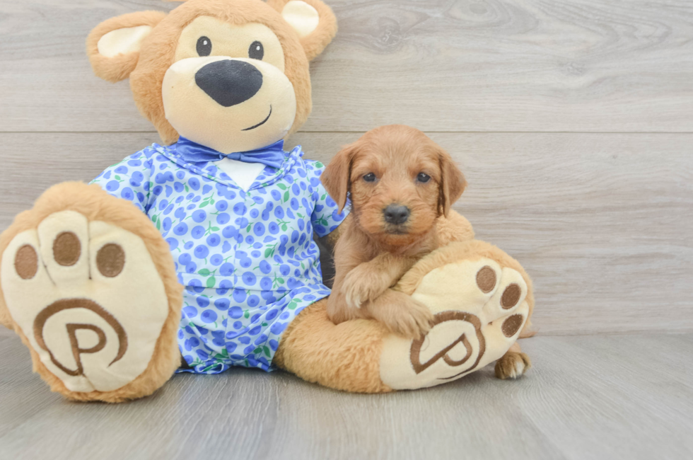 9 week old Mini Goldendoodle Puppy For Sale - Puppy Love PR