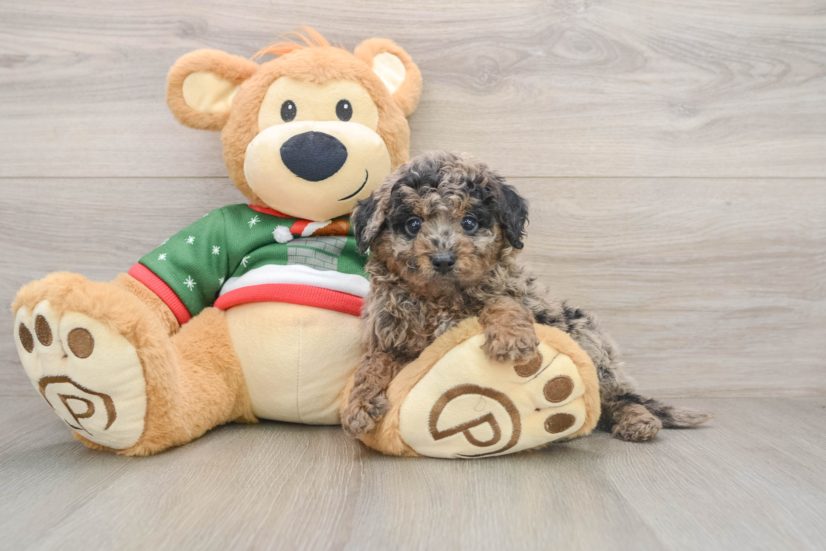 Happy Mini Goldendoodle Baby