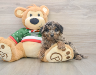 5 week old Mini Goldendoodle Puppy For Sale - Puppy Love PR