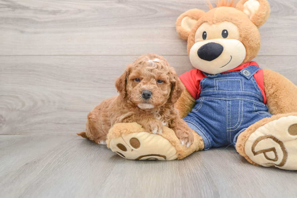 Friendly Mini Goldendoodle Baby