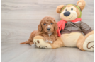 Friendly Mini Goldendoodle Baby