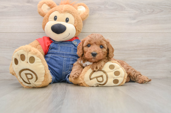Small Mini Goldendoodle Baby