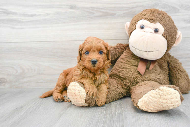 Meet Carson - our Mini Goldendoodle Puppy Photo 1/3 - Puppy Love PR Mini Goldendoodle Puppy for Adoption