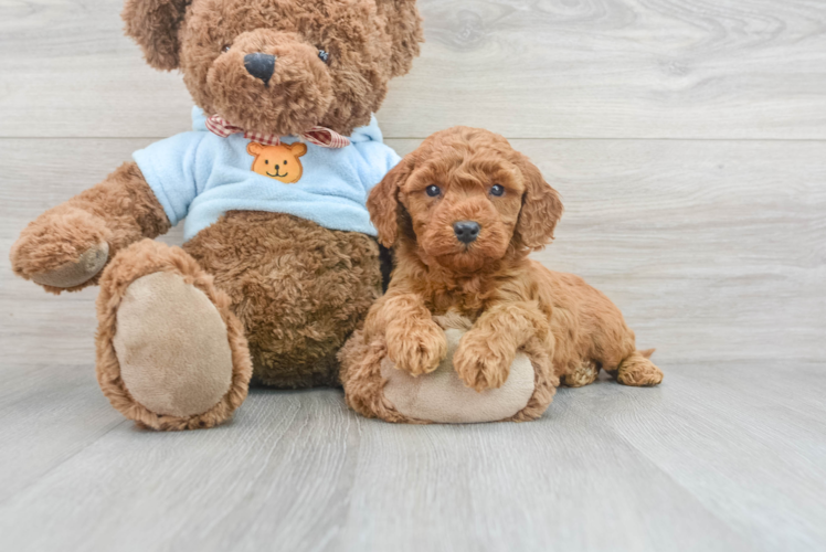 Little Golden Retriever Poodle Mix Puppy