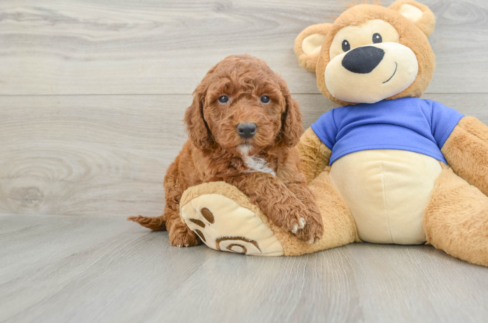 5 week old Mini Goldendoodle Puppy For Sale - Puppy Love PR