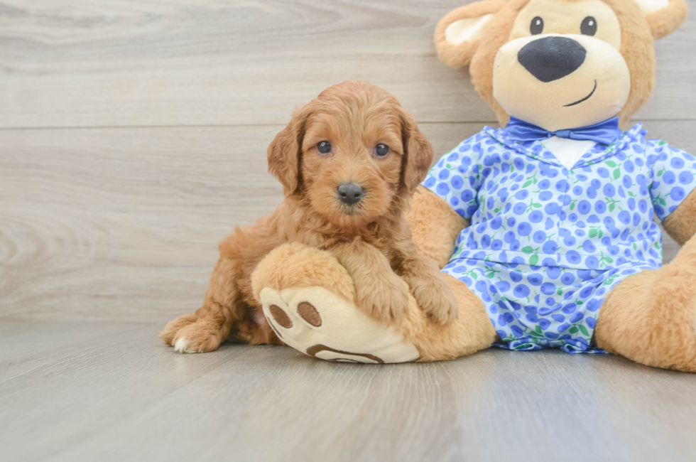 5 week old Mini Goldendoodle Puppy For Sale - Puppy Love PR
