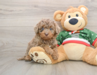 5 week old Mini Goldendoodle Puppy For Sale - Puppy Love PR