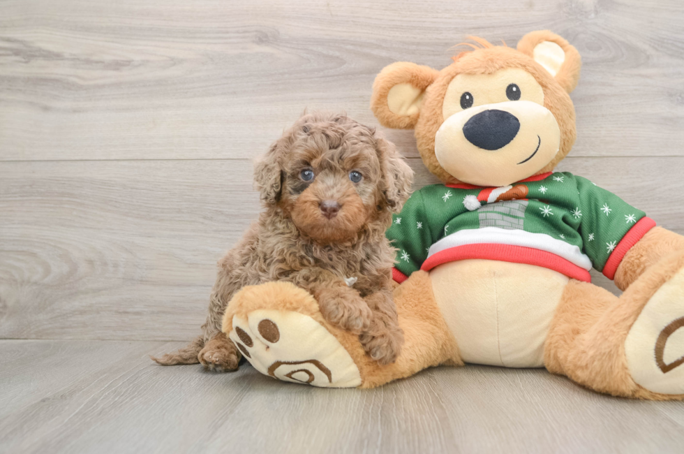 5 week old Mini Goldendoodle Puppy For Sale - Puppy Love PR