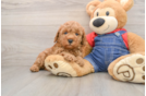 Mini Goldendoodle Puppy for Adoption