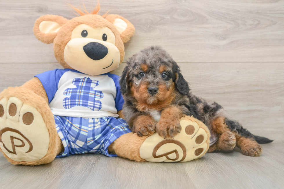 Petite Mini Goldendoodle Poodle Mix Pup