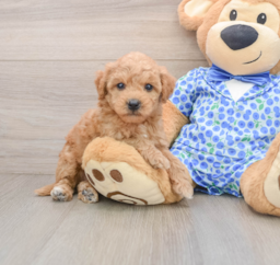 7 week old Mini Goldendoodle Puppy For Sale - Puppy Love PR