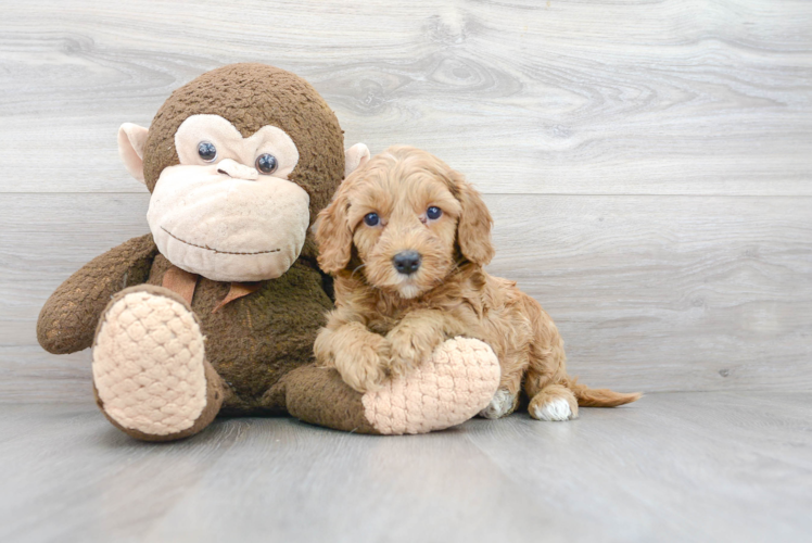 Cute Mini Goldendoodle Baby