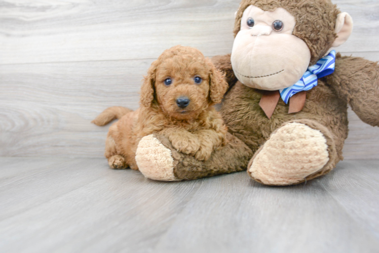 Meet Carson - our Mini Goldendoodle Puppy Photo 1/3 - Puppy Love PR Mini Goldendoodle Puppy for Adoption