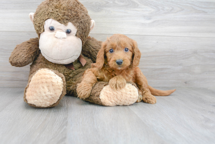 Cute Golden Retriever Poodle Mix Puppy