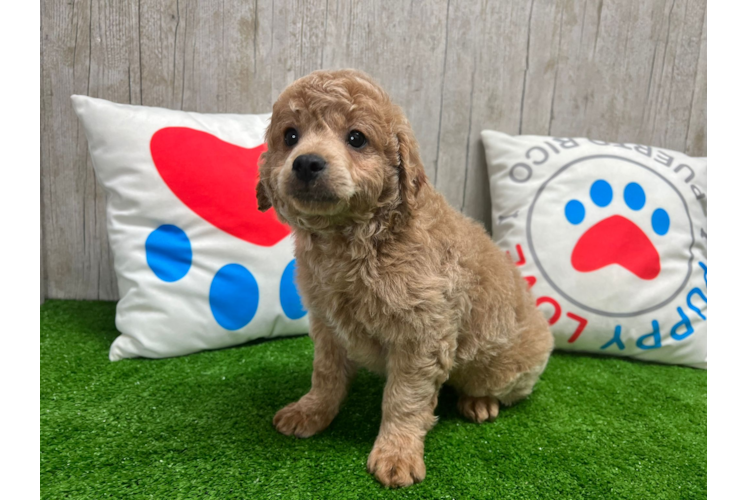 Meet Carson - our Mini Goldendoodle Puppy Photo 1/5 - Puppy Love PR Mini Goldendoodle Puppy for Adoption