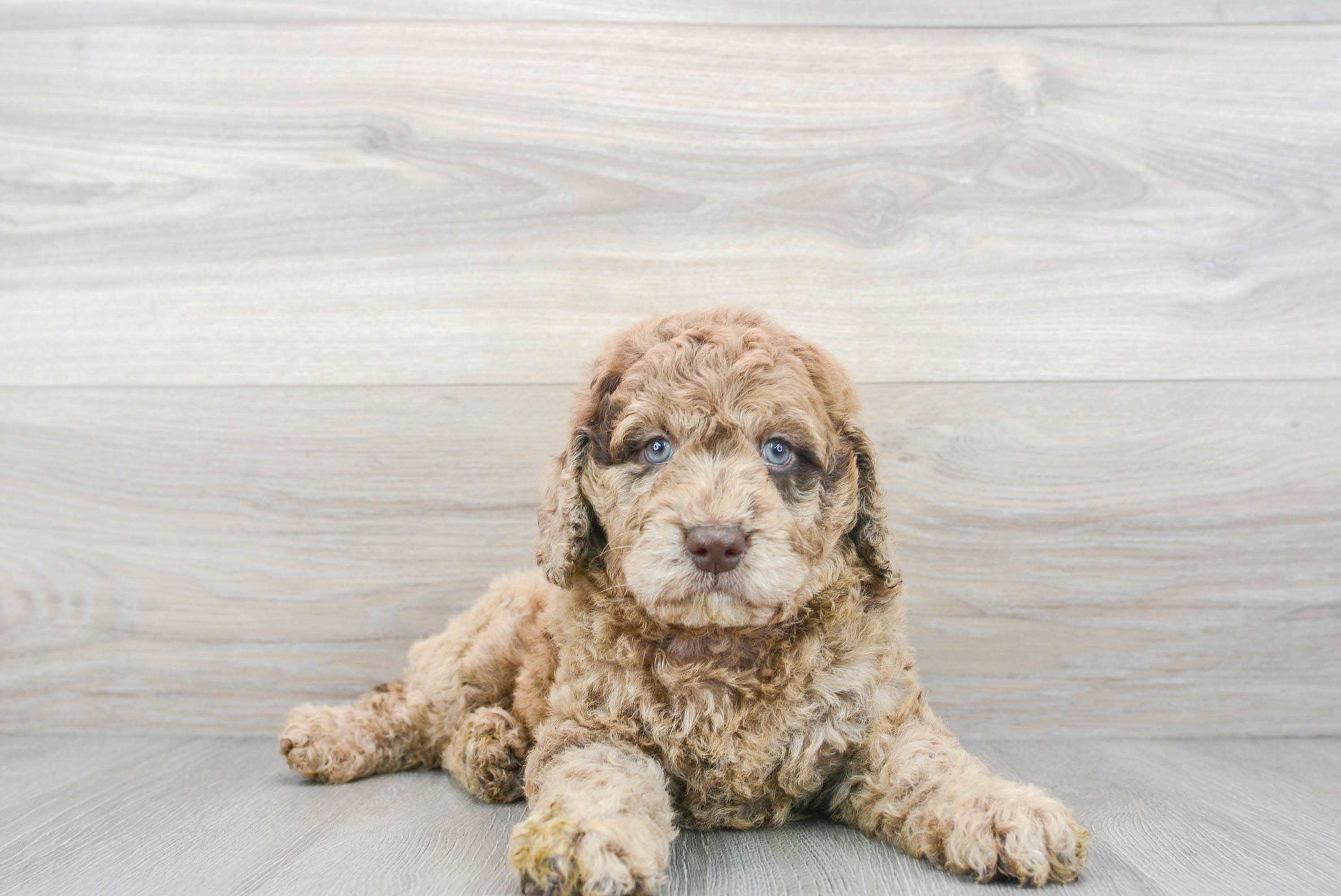 Small Mini Goldendoodle Baby