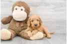 Mini Goldendoodle Puppy for Adoption