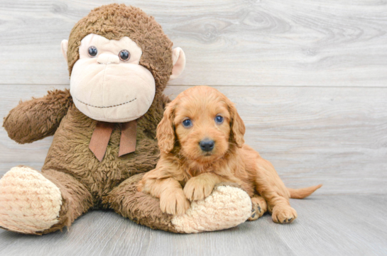 Mini Goldendoodle Puppy for Adoption