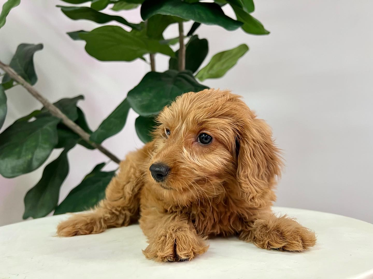 Cute Mini Goldendoodle Baby