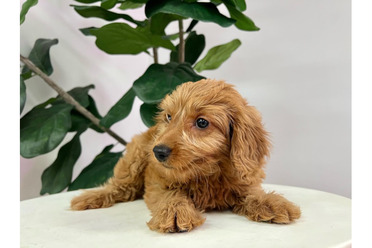 Meet Cayenne - our Mini Goldendoodle Puppy Photo 1/4 - Puppy Love PR Cute Mini Goldendoodle Baby