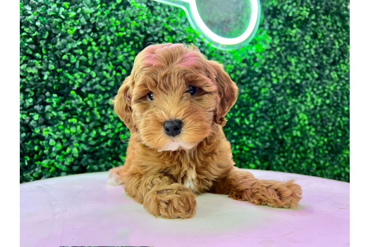 Meet Cayenne - our Mini Goldendoodle Puppy Photo 1/4 - Puppy Love PR Best Mini Goldendoodle Baby