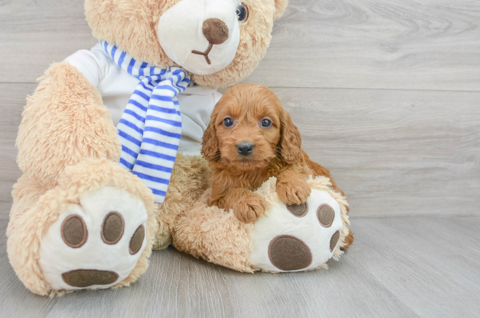 7 week old Mini Goldendoodle Puppy For Sale - Puppy Love PR