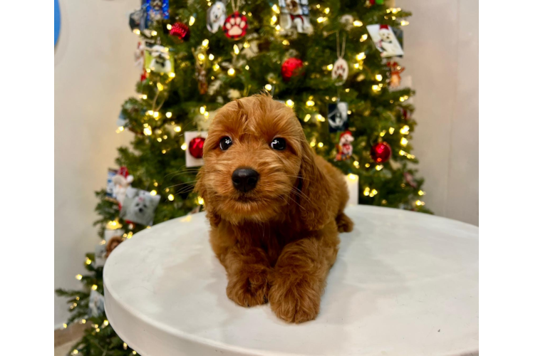 Mini Goldendoodle Puppy for Adoption