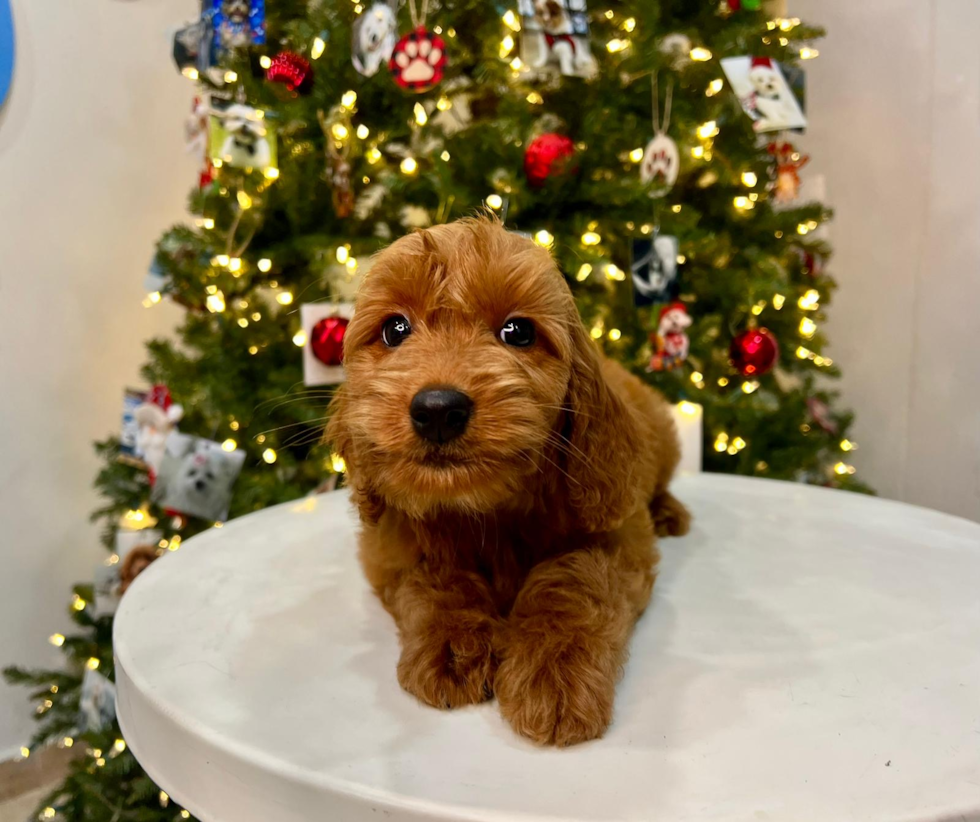 Mini Goldendoodle Puppy for Adoption