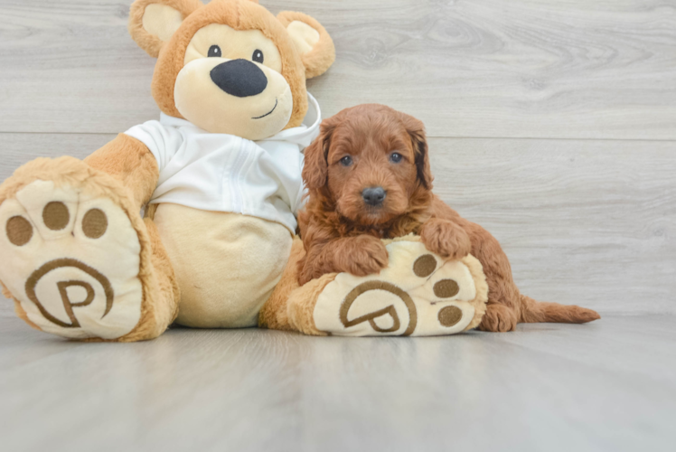 Meet Cayenne - our Mini Goldendoodle Puppy Photo 1/3 - Puppy Love PR Mini Goldendoodle Pup Being Cute