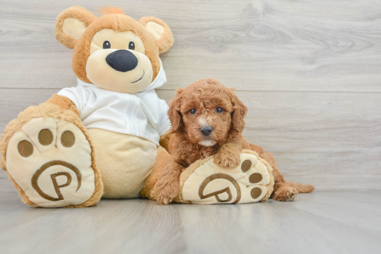 Meet Cayenne - our Mini Goldendoodle Puppy Photo 1/3 - Puppy Love PR Mini Goldendoodle Pup Being Cute
