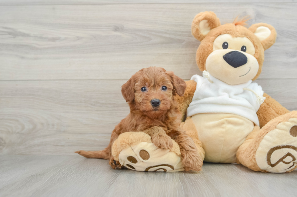 6 week old Mini Goldendoodle Puppy For Sale - Puppy Love PR