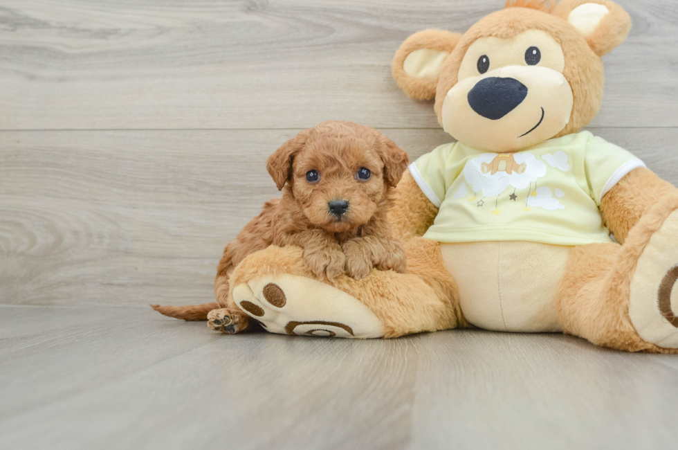 8 week old Mini Goldendoodle Puppy For Sale - Puppy Love PR