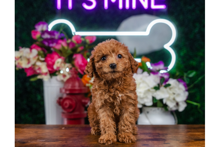 Mini Goldendoodle Puppy for Adoption