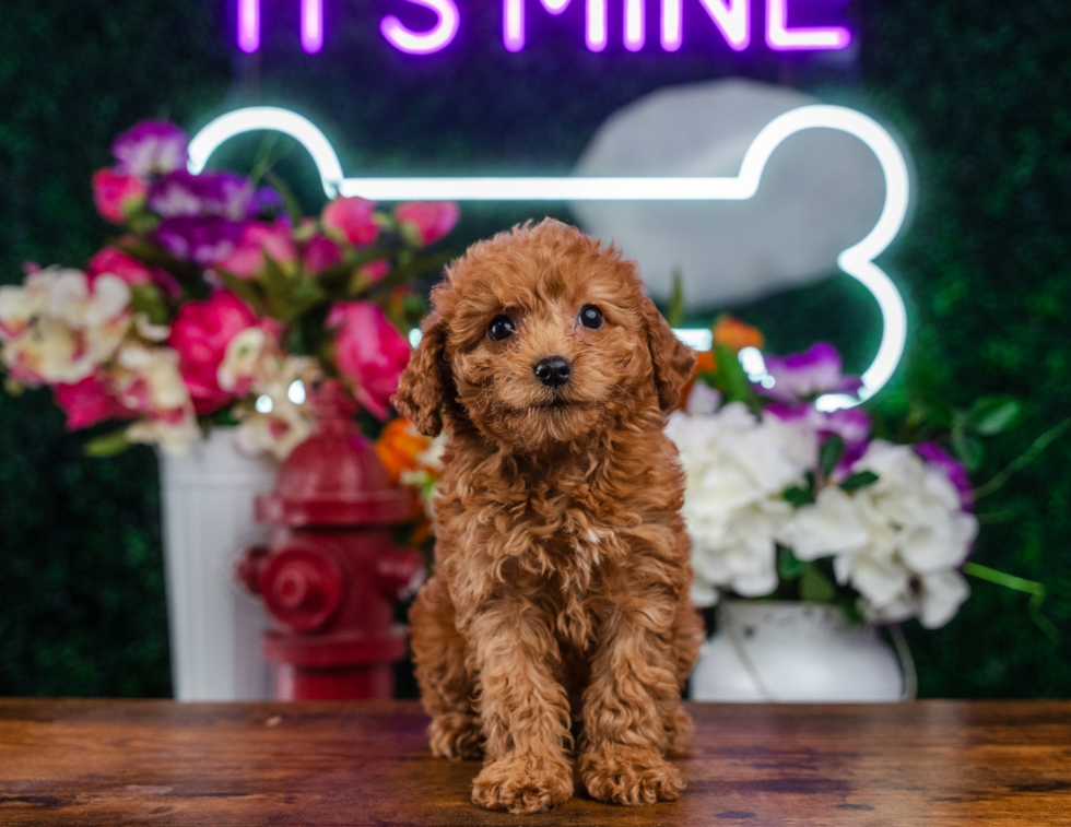 Mini Goldendoodle Puppy for Adoption