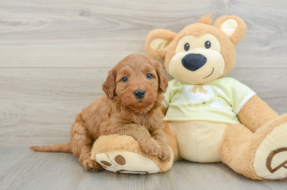 6 week old Mini Goldendoodle Puppy For Sale - Puppy Love PR