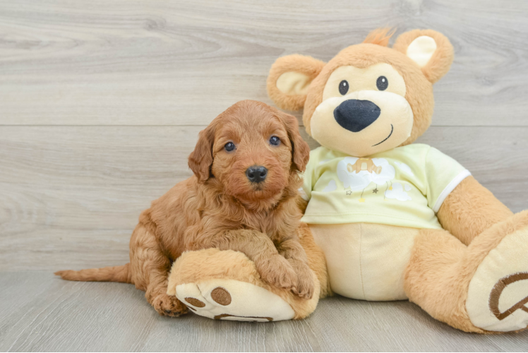 Meet Cayenne - our Mini Goldendoodle Puppy Photo 1/3 - Puppy Love PR Best Mini Goldendoodle Baby