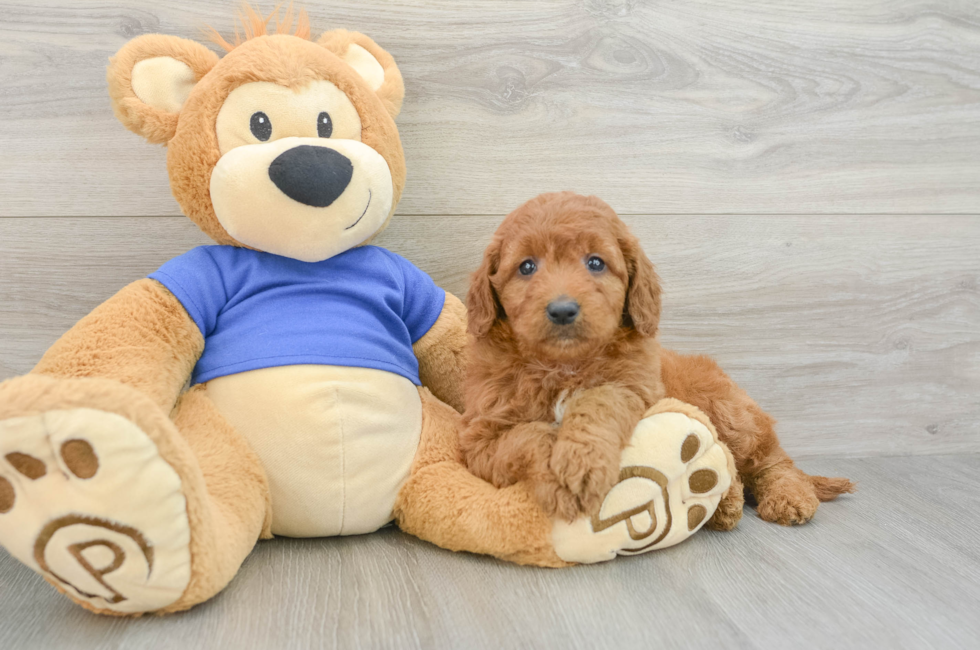 5 week old Mini Goldendoodle Puppy For Sale - Puppy Love PR