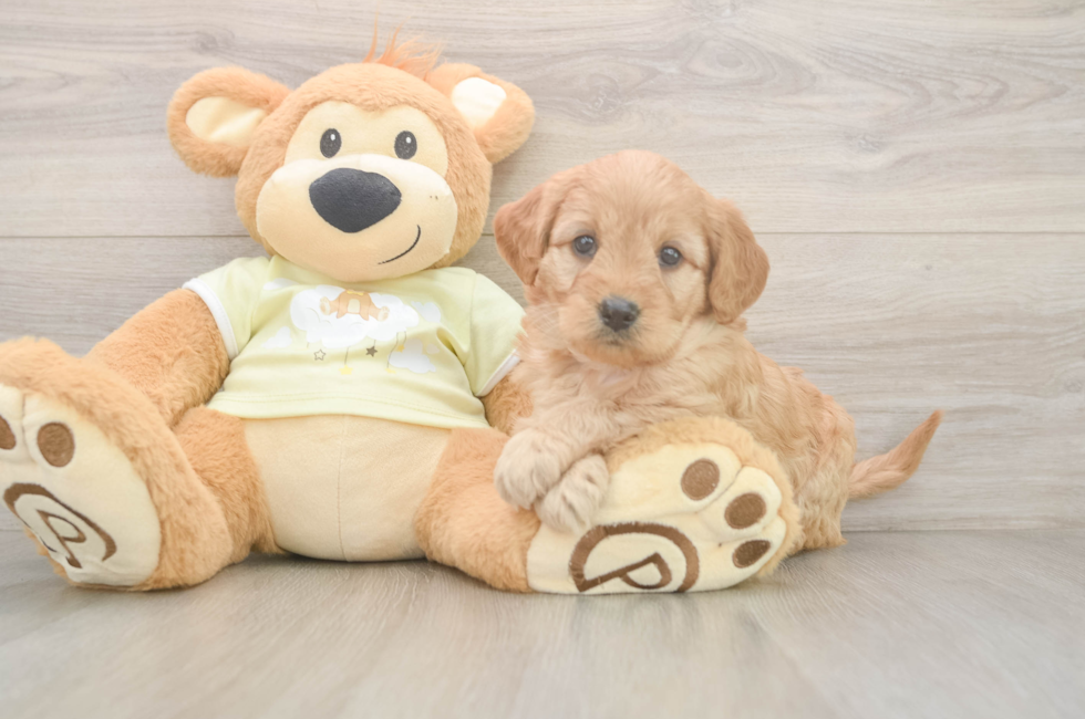 6 week old Mini Goldendoodle Puppy For Sale - Puppy Love PR