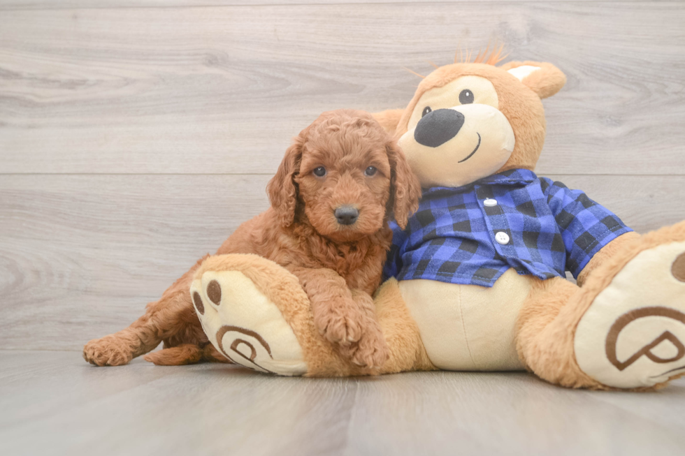 Best Mini Goldendoodle Baby